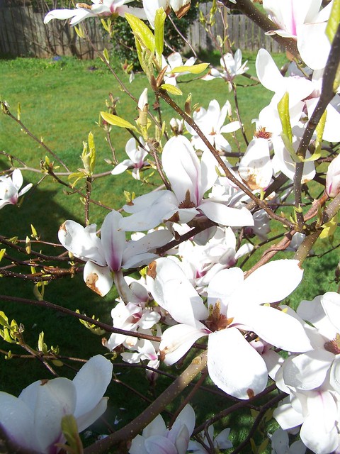 may 026 Magnolias in the morning sun