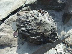 tree fossil
