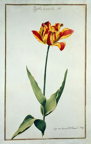 004-tulipan4-Karlsruher Tulpenbuch - Cod. KS Nische C 13- Badische LandesBibliotheK