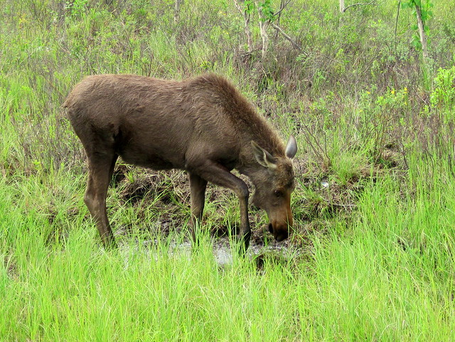 Moose yearling 20110620