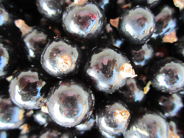 blackcurrants (2)