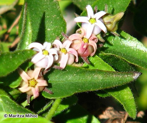 Detalle de las flores de <i>Diplolepis geminiflora</i>.