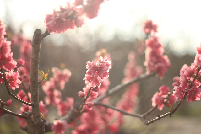 peach blossoms and the sun.