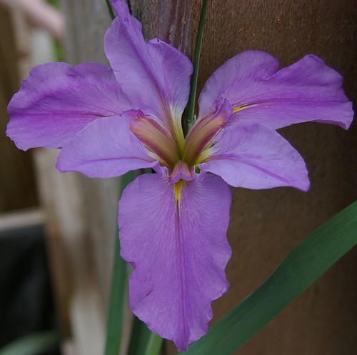 First louisiana iris of spring 2011