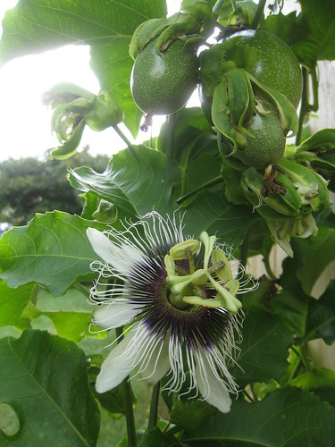 Passion flower IMG_3764