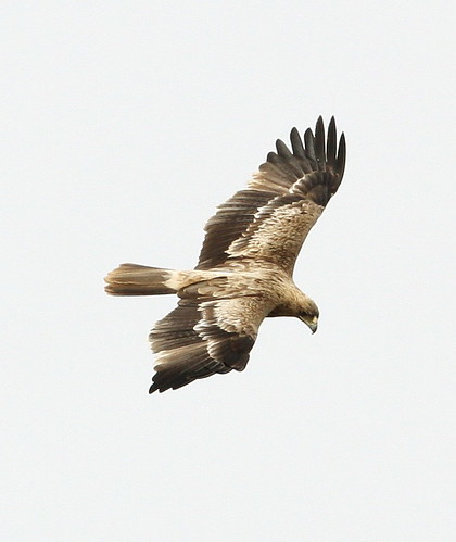 2011_04_05 CdC - Spanish Imperial Eagle - juvenile (Aquila adalberti) 03