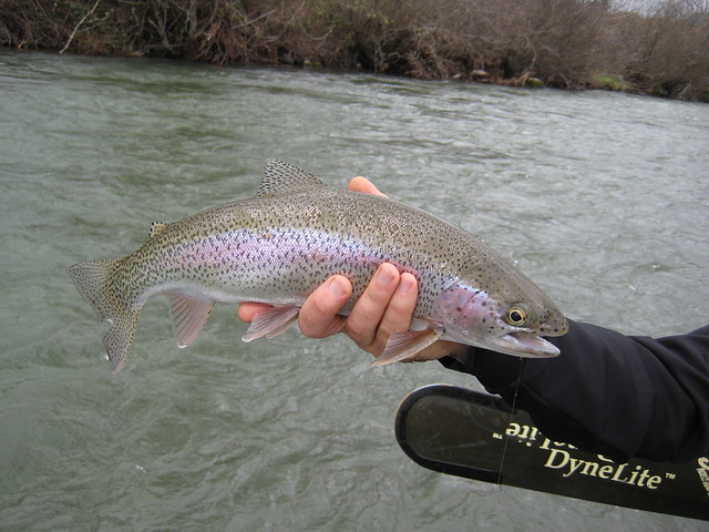 mckenzie river rainbow trout