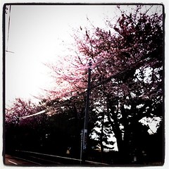 道沿いの桜
