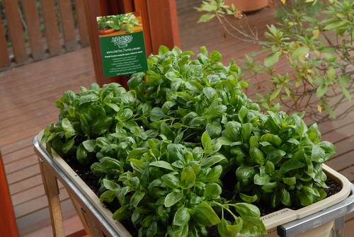 Herbs2home.com.au - Basil-1 by wideanglephoto