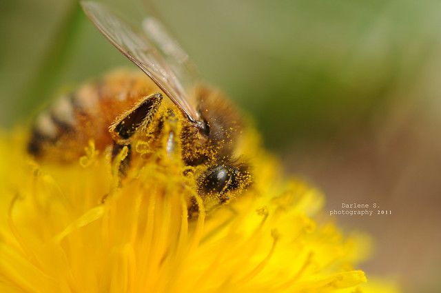 Bee :)