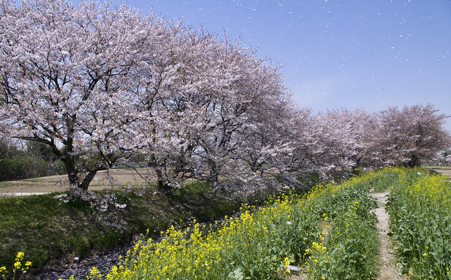 桜吹雪 PRAY FOR JAPAN