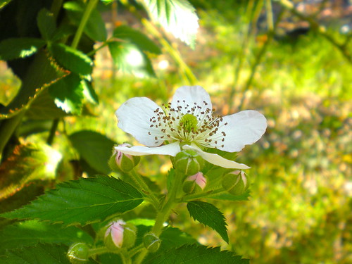 blackberry blossom 