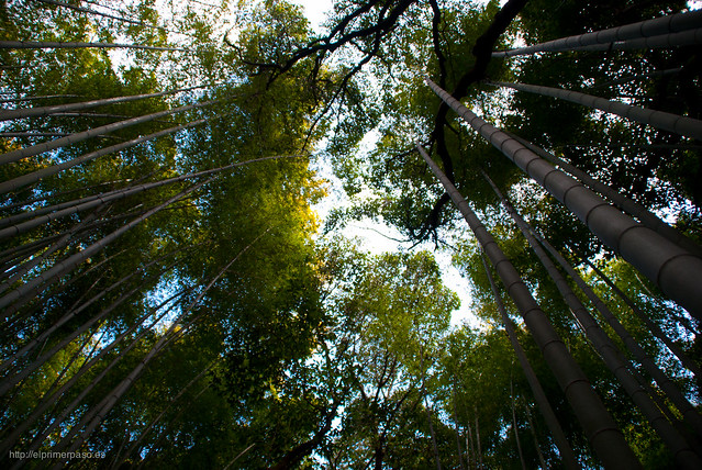 Kyoto - Bosque de bamb� de Sagano (Arashiyama)