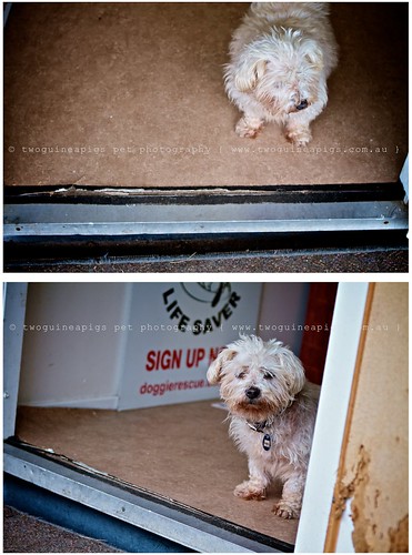 Resident of Monika's Dog Rescue by twoguineapigs Pet Photography part of Mozart series