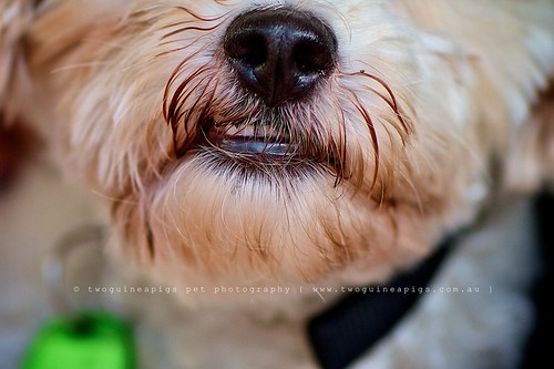 Slight underbite Mozart poodle cross maltese dog photography by twoguineapigs Pet Photography