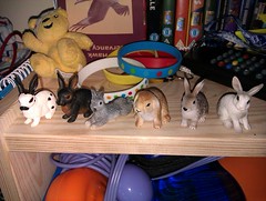 Joeys bunnies are multiplying