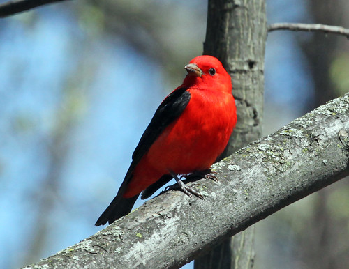 Scarlet Tanager of Orchard Lake Nature Sanctuary by JKissnHug