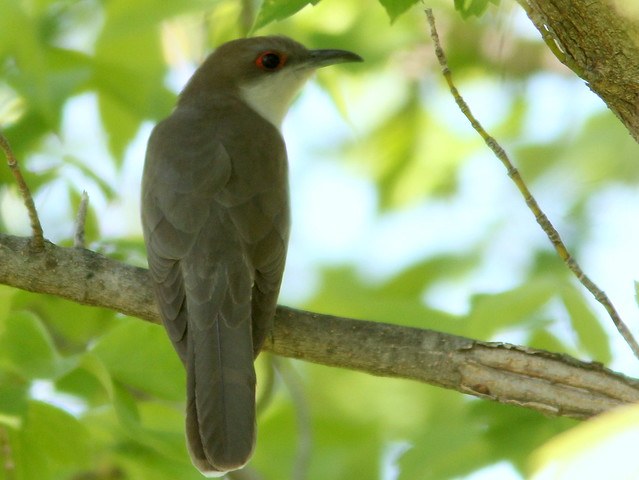 Black-billed Cuckoo (Coccyzus erythropthalmus) 2-20110516