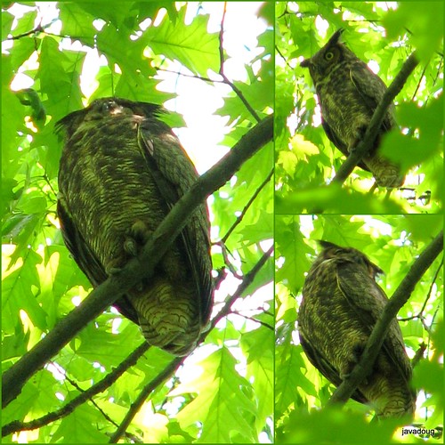 Great-horned Owl adult near her infants