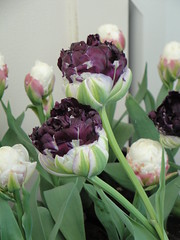 Tulipa Wow profile