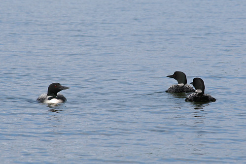 common loon facts. the common loon#39;s legs are