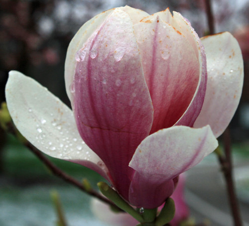 Magnolia with Water Drops