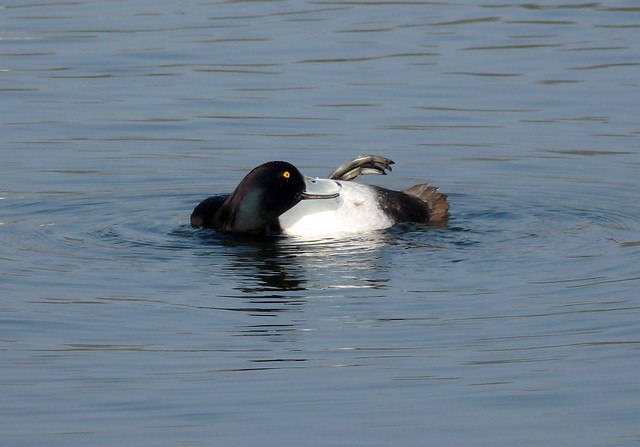 24058 - Tufted Duck, Sandy Water Park, Llanelli