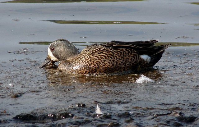 24068 - Blue Winged Teal, Sandy Water Park, Llanelli