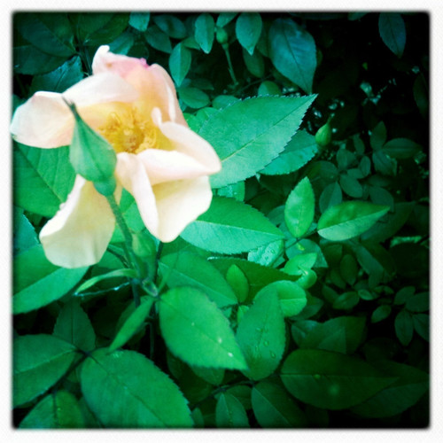 mutablis rose