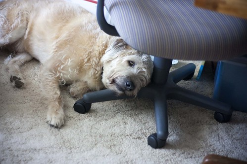 napping on my office chair