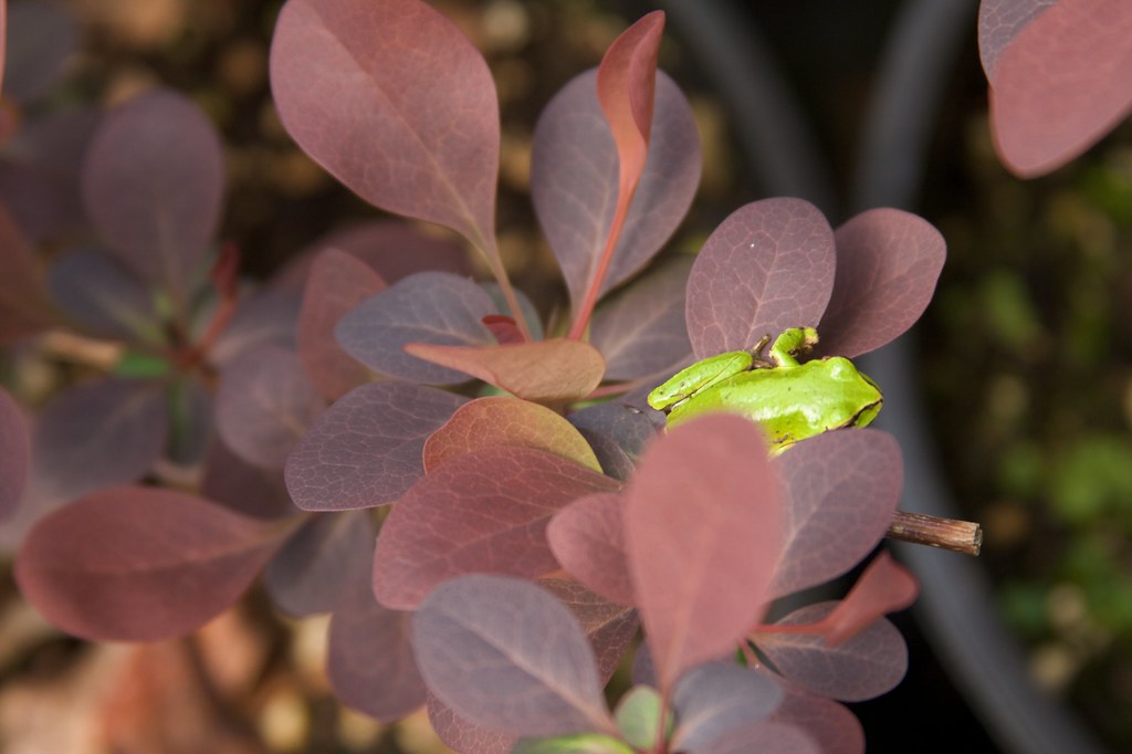 frog in cotinus  052