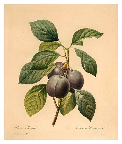010-Ciruela real-Choix des plus belles fleurs…1827- P.J.Redoute