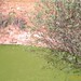 Pozo de agua para el Regadioy arboles que nacen del fondo