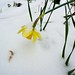 snowy_daffodil