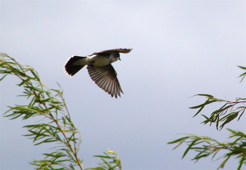 Eastern Kingbird in flight