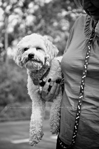 Mozart poodle cross maltese dog photography by twoguineapigs Pet Photography