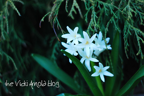 hiding-hyacinth