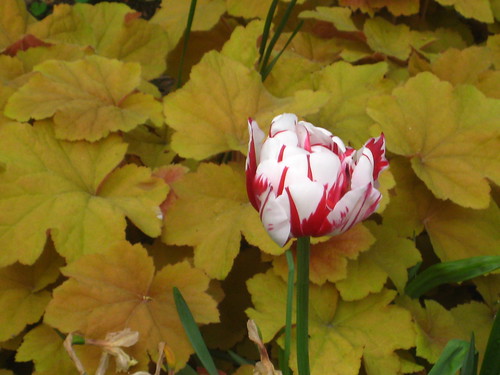 tulip and leaves