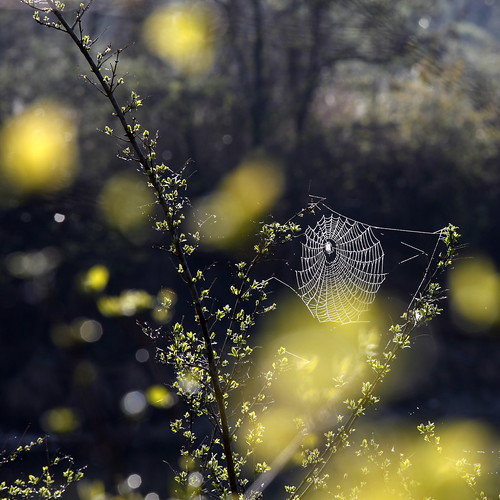 フリー写真素材|花・植物|植物（その他）|クモの巣・糸|