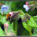 Bumble Bee in Offshoots Flower2