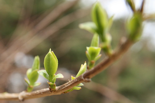 Buds And Blossoms