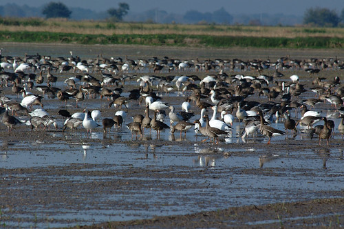 Greater White-fronted and lesser snow geese in a Louisiana rice field enrolled in NRCS’ Migratory Bird Habitat Initiative.