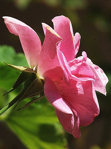 Rosa rosa... by alopez2006