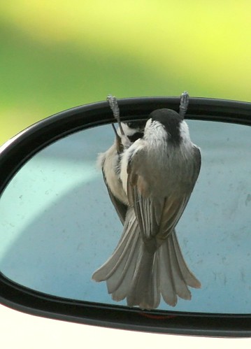 Carolina Chickadee loving his reflection