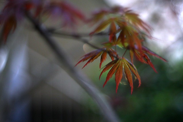 spring leaves (orange)