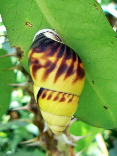 Bali snail3