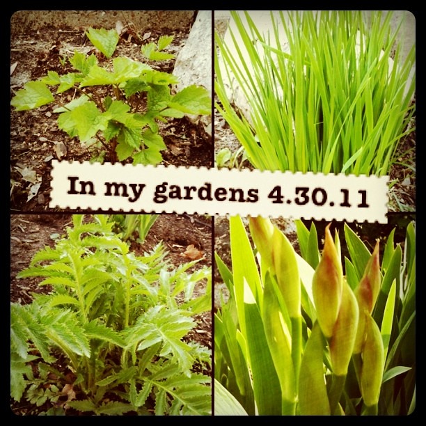 A peek at my gardens on 4.30.2011