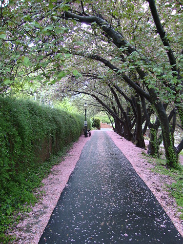 pink path