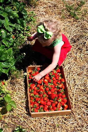 Autumn-picking-stawberry-out-of-box