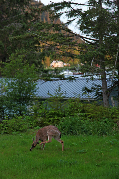 deer in my yard, stretching and scratching, Kasaan, Alaska